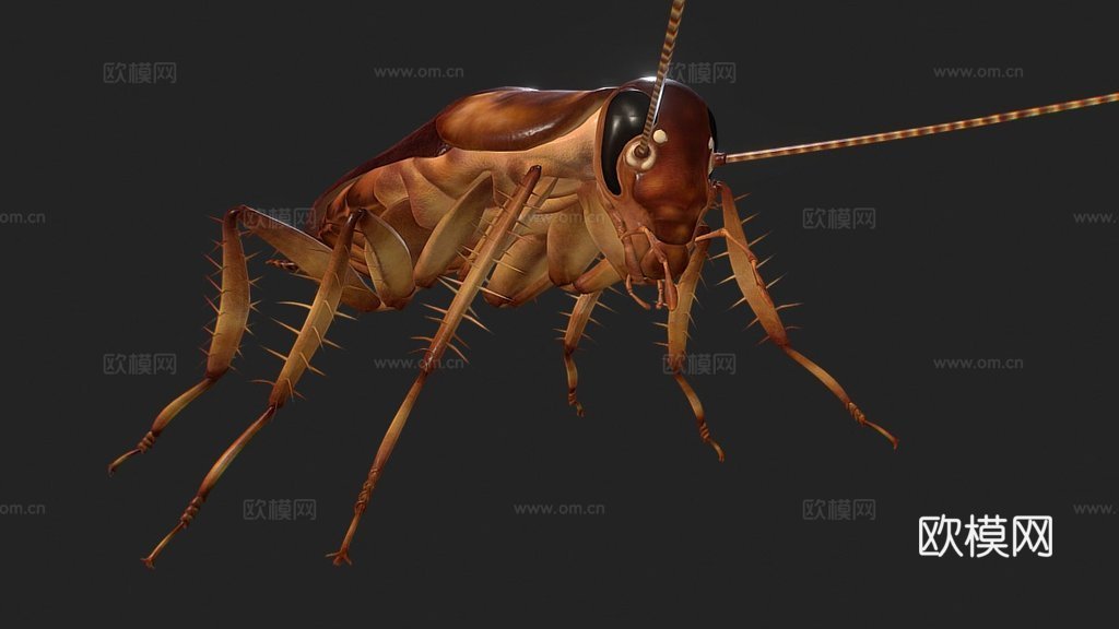 亚洲蟑螂3d模型