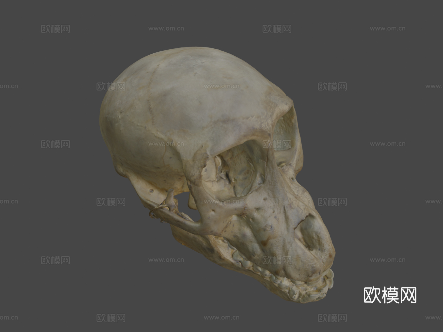 查克玛狒狒头骨3d模型