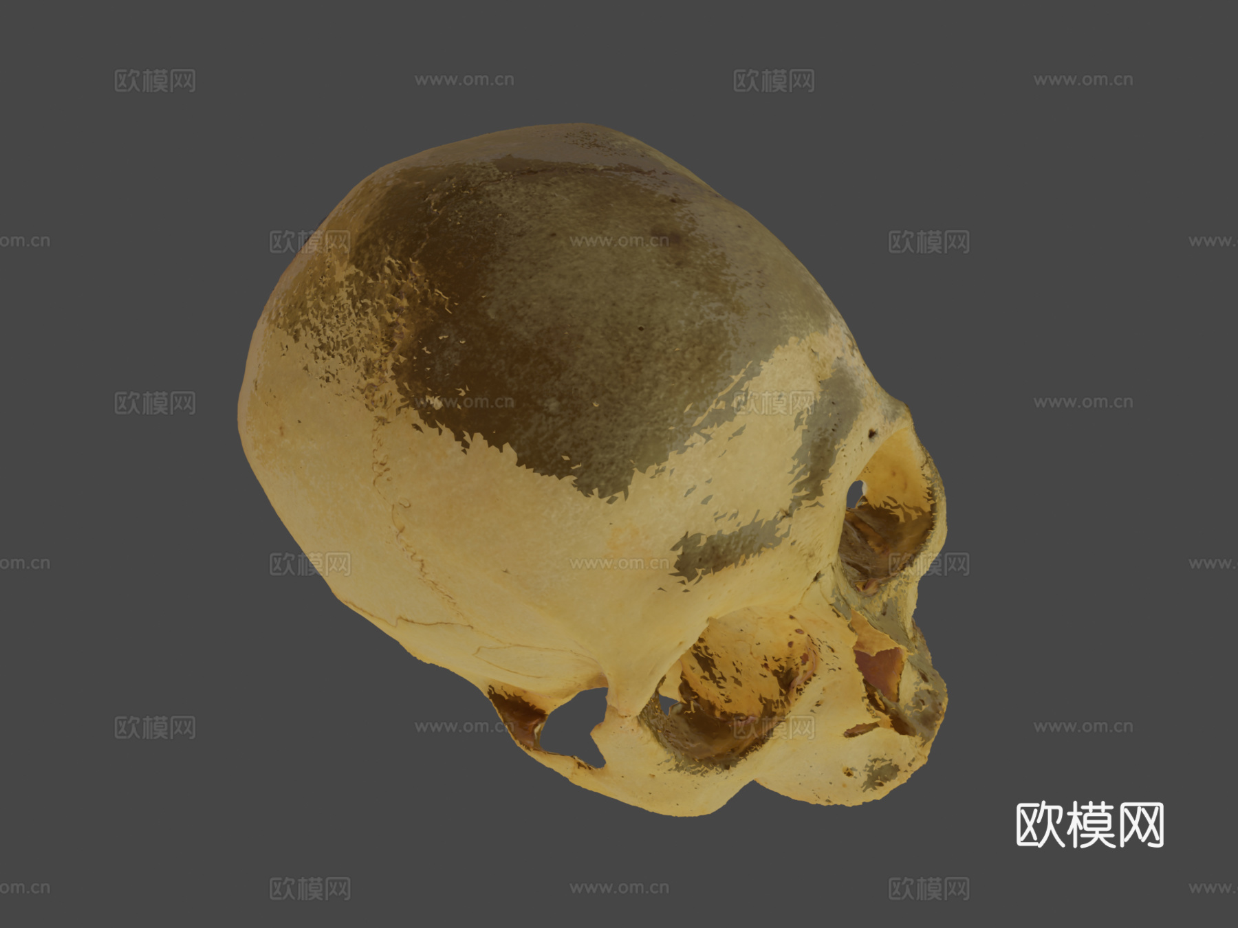 人类头骨3d模型