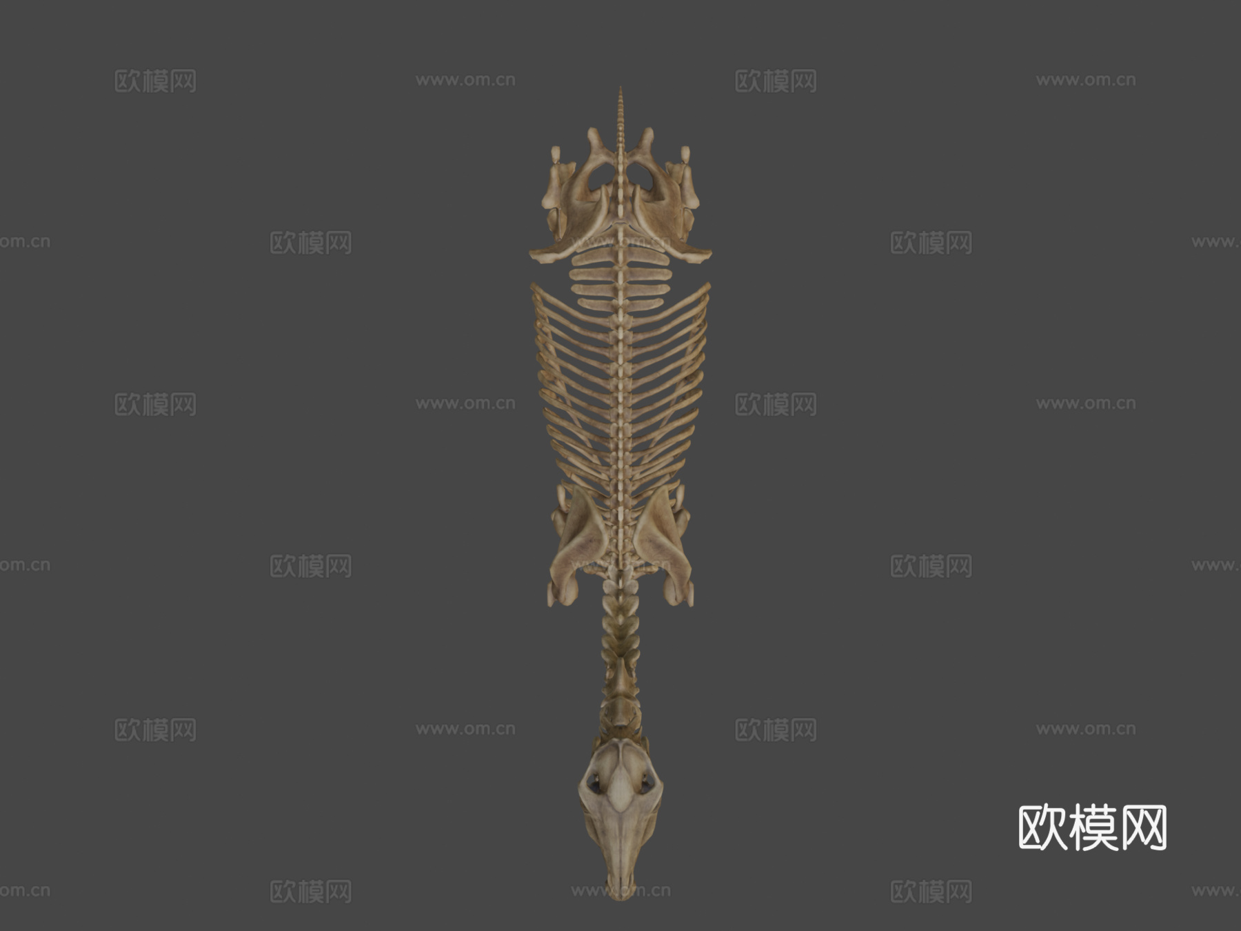 马骨架3d模型