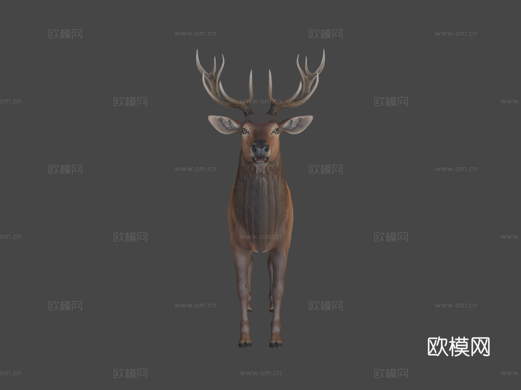 马鹿动画3d模型