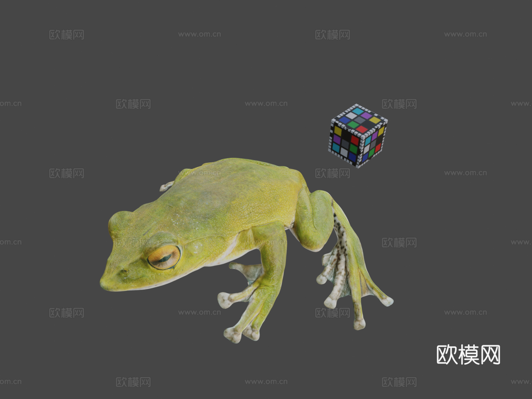 CC0森绿树蛙?♂3d模型