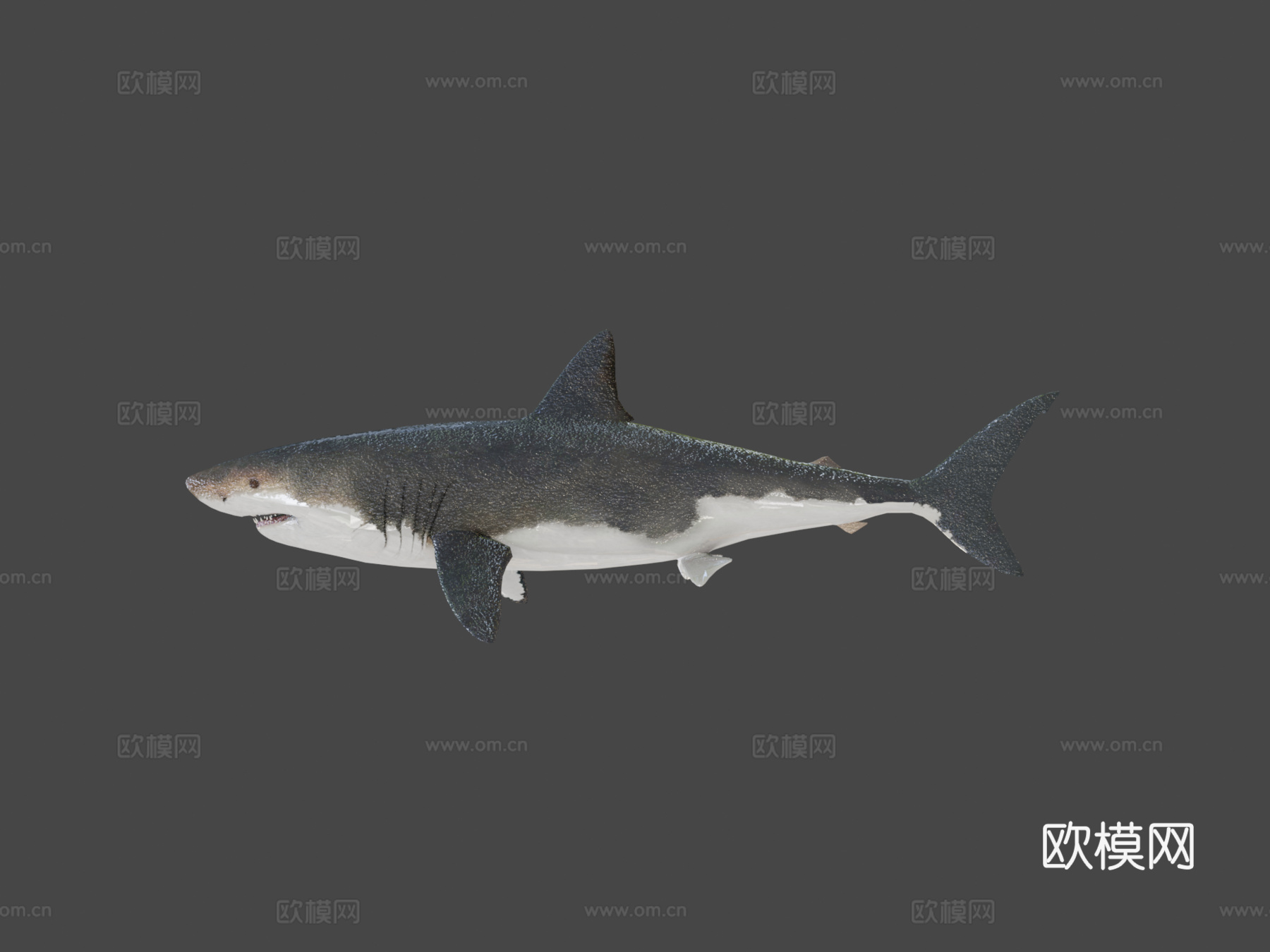 巨齿鲨3d模型