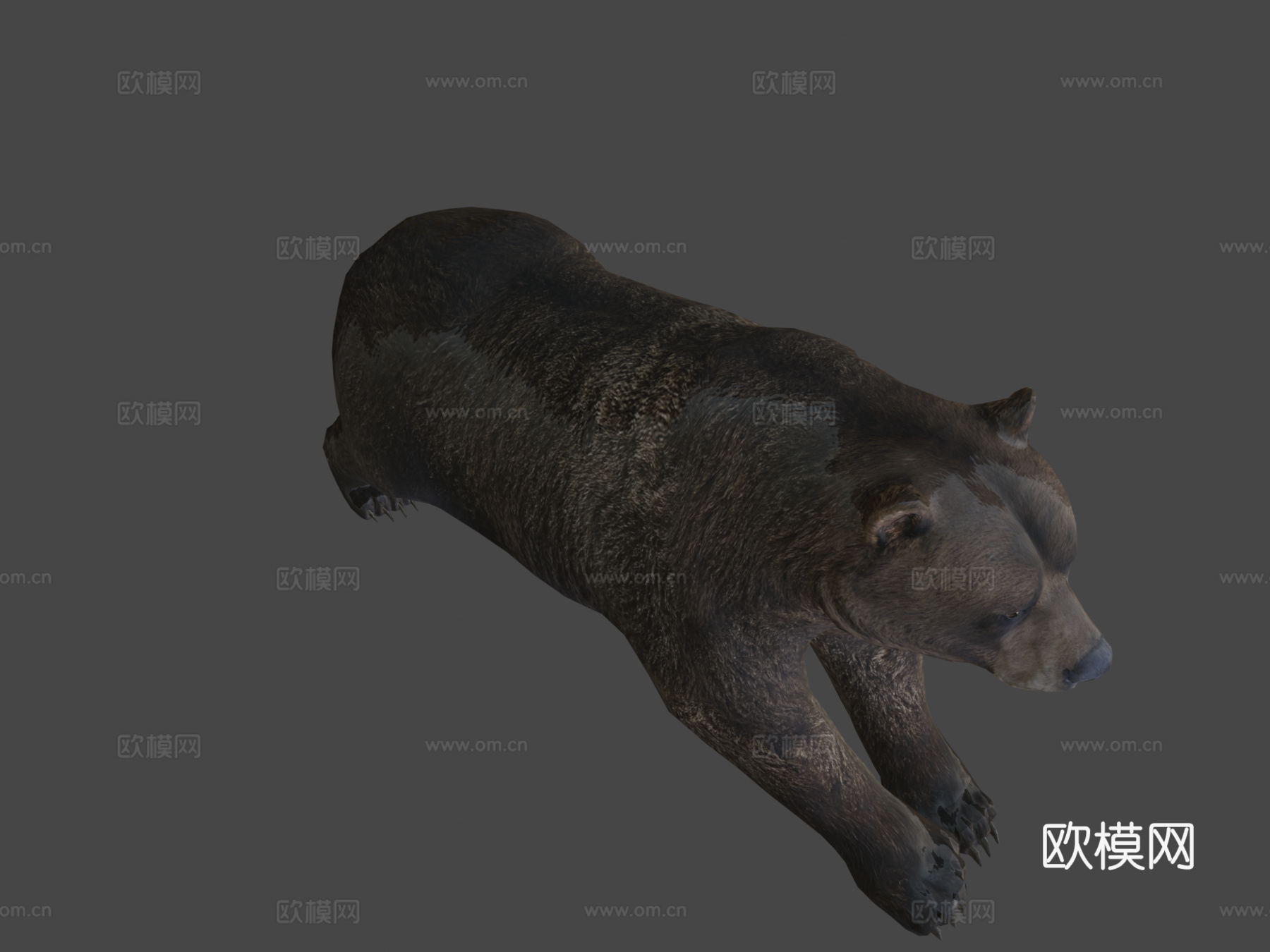 棕熊3d模型