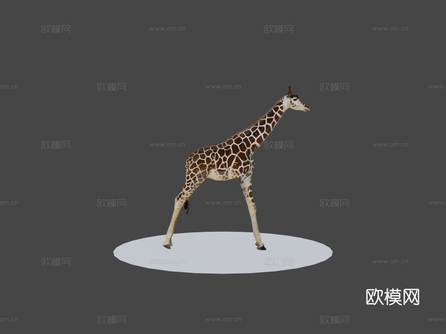 长颈鹿3d模型