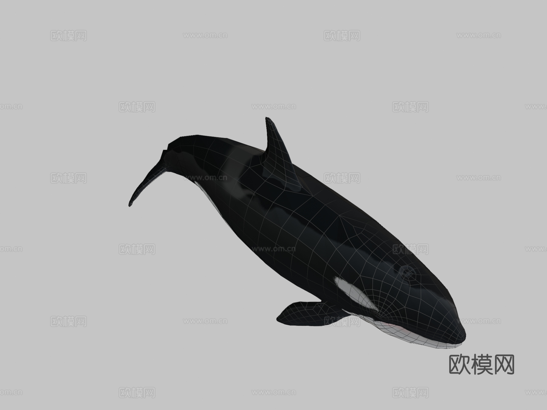雌性虎鲸3d模型