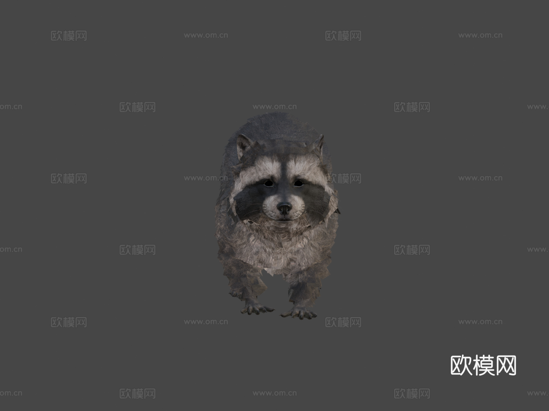 写实浣熊3d模型