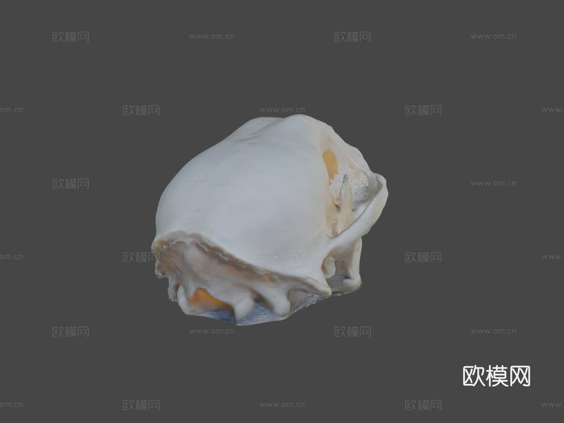 浣熊头骨3d模型