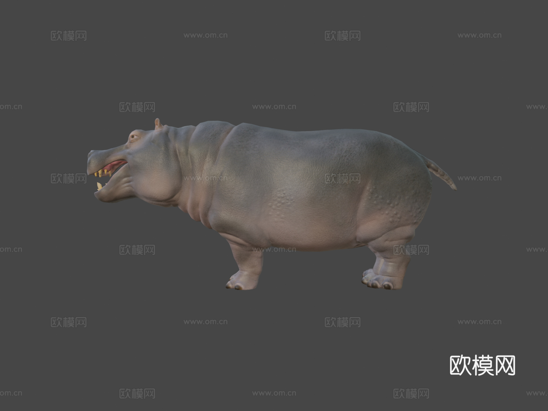 河马动画集3d模型