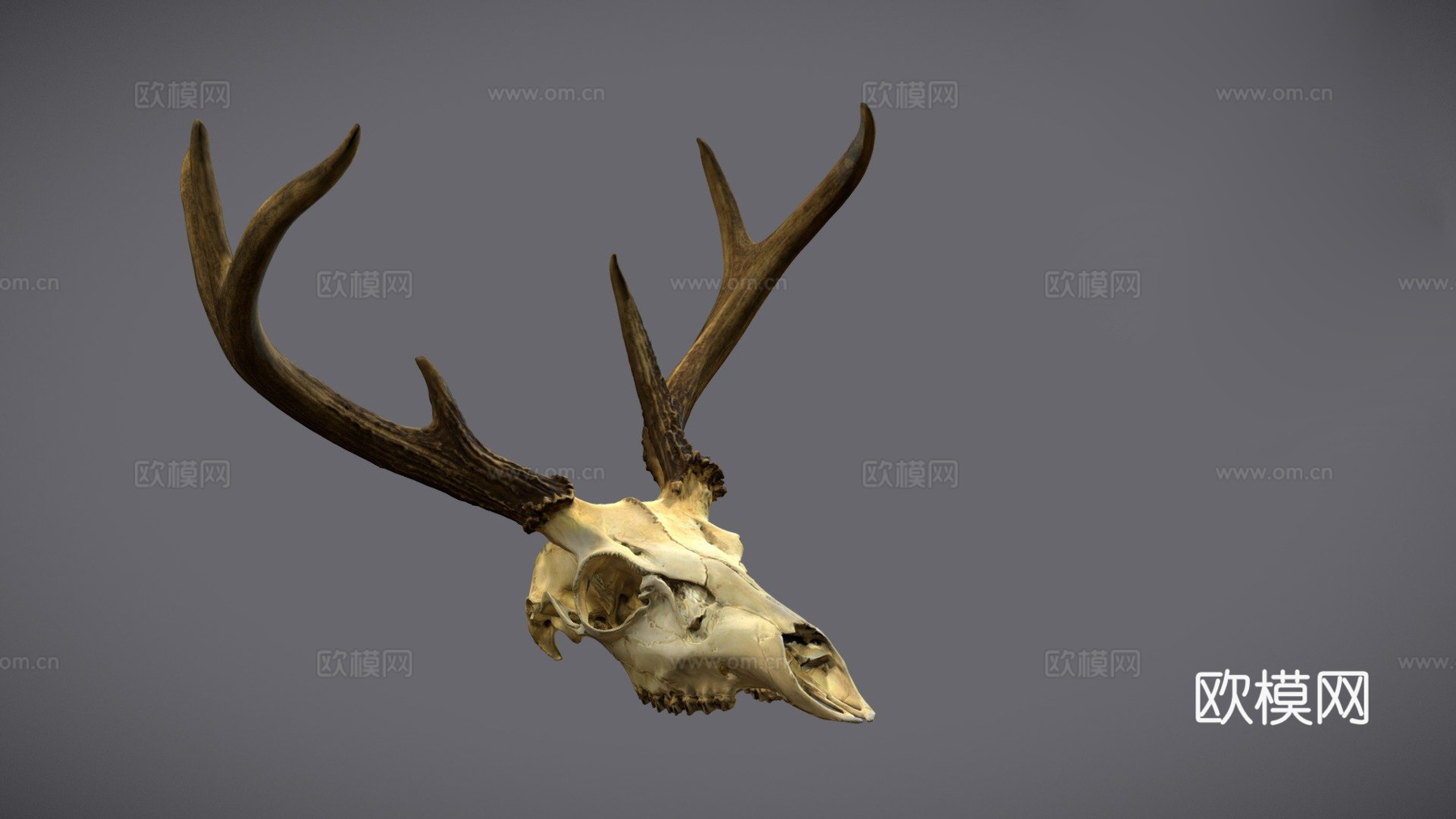 CD_鹿头骨扫描3d模型