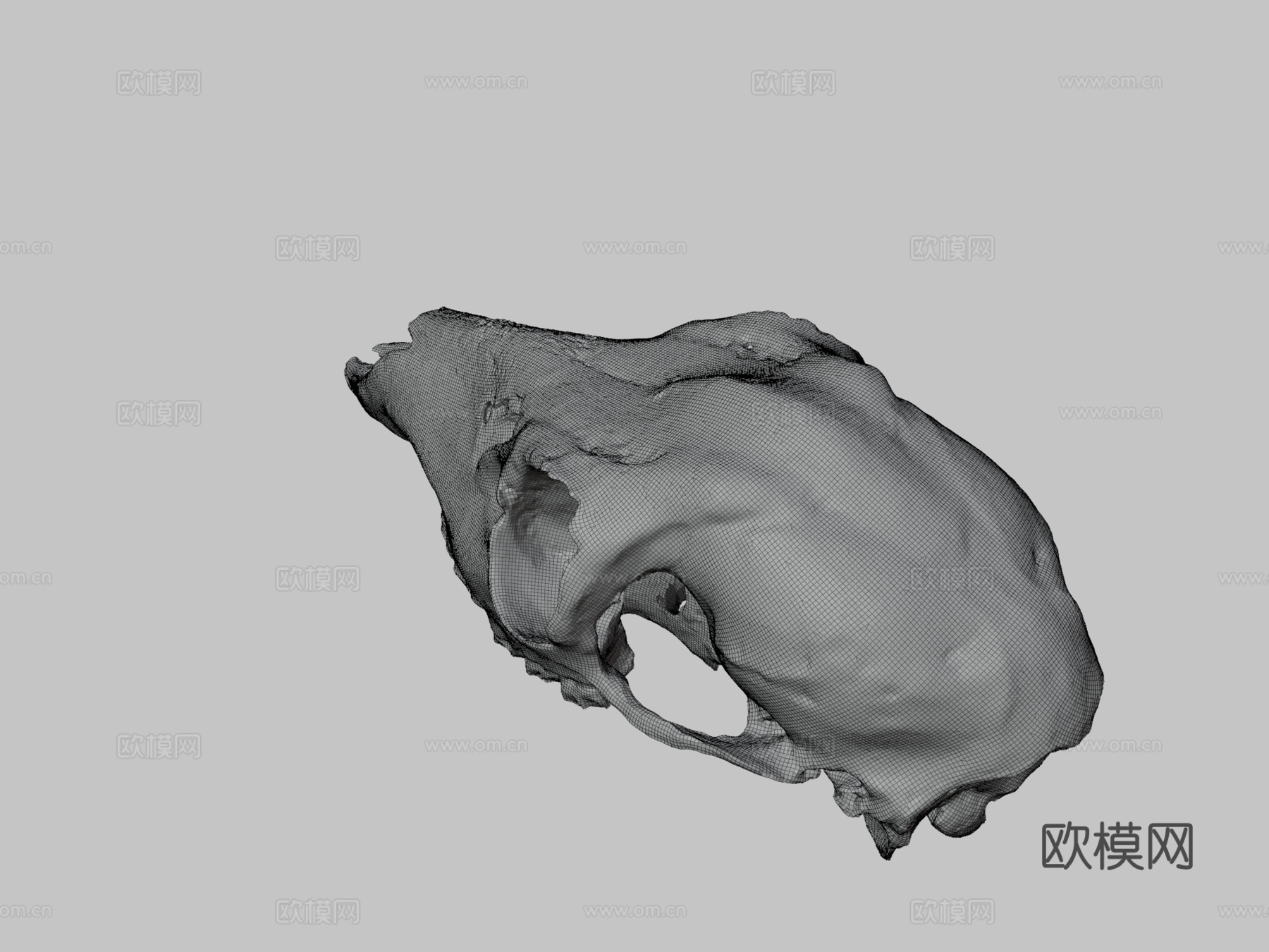 鹿头骨3d模型
