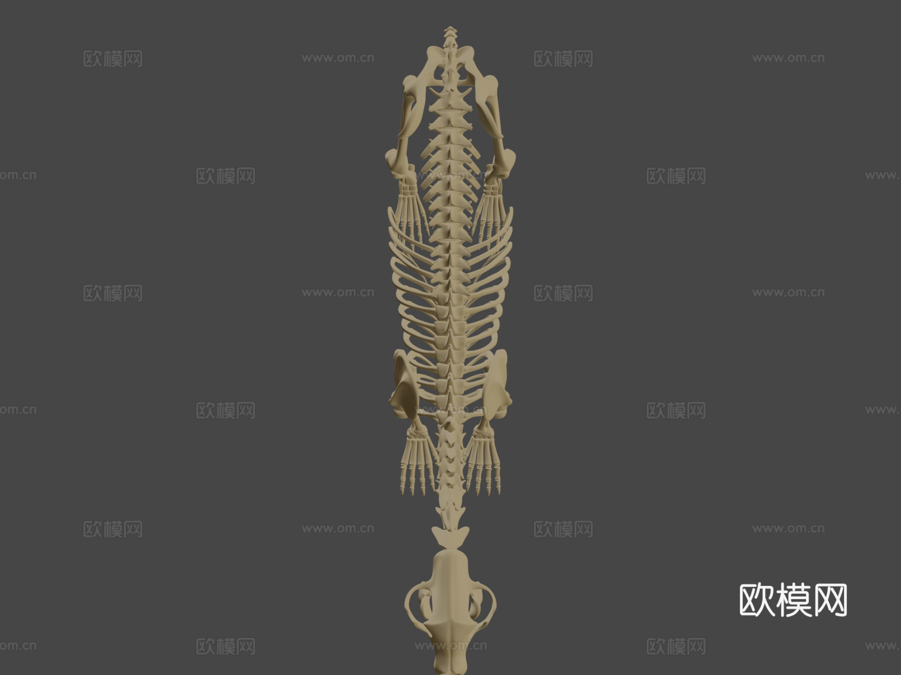 熊骨架3d模型