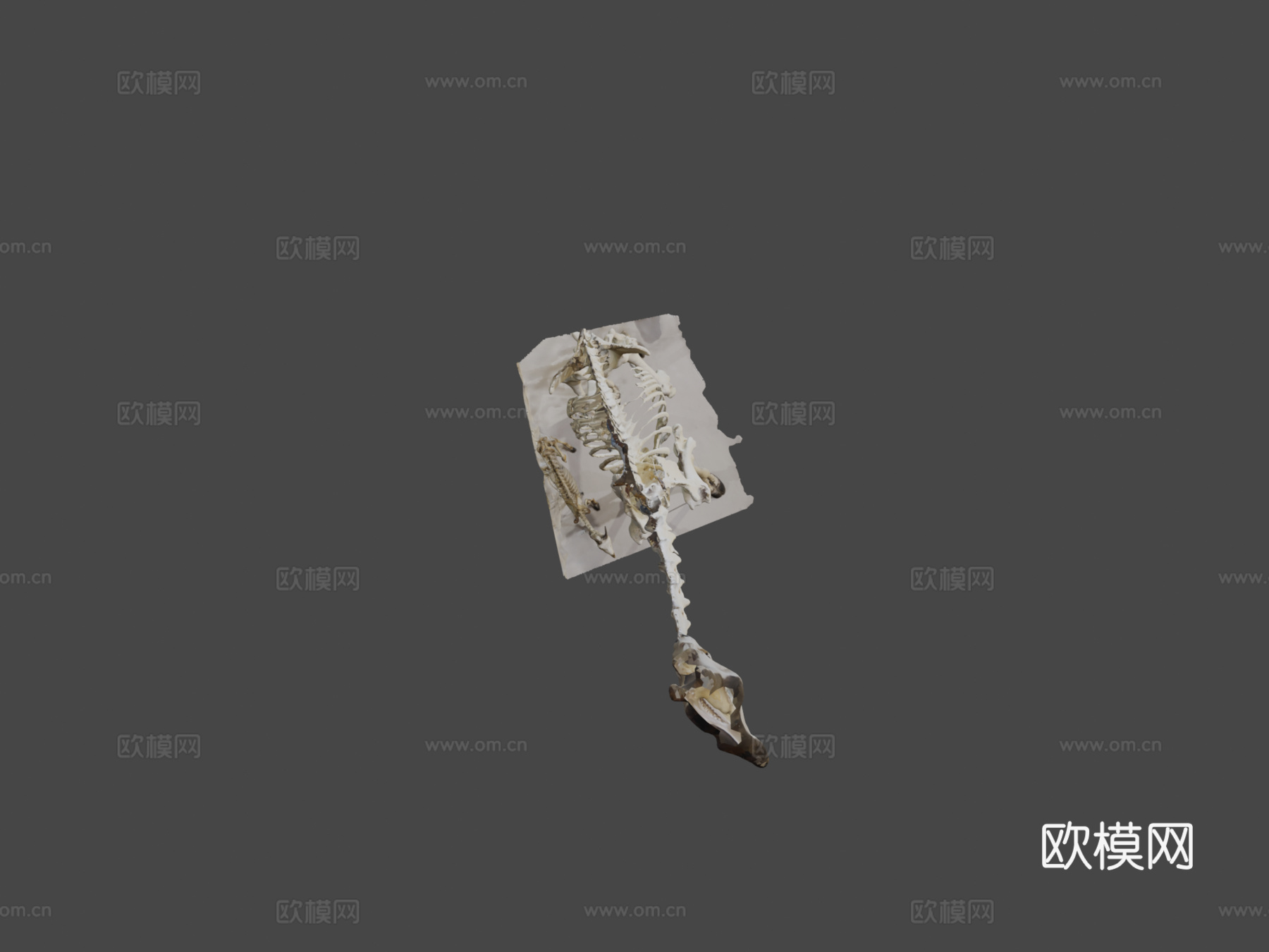 长颈鹿骨架3d模型