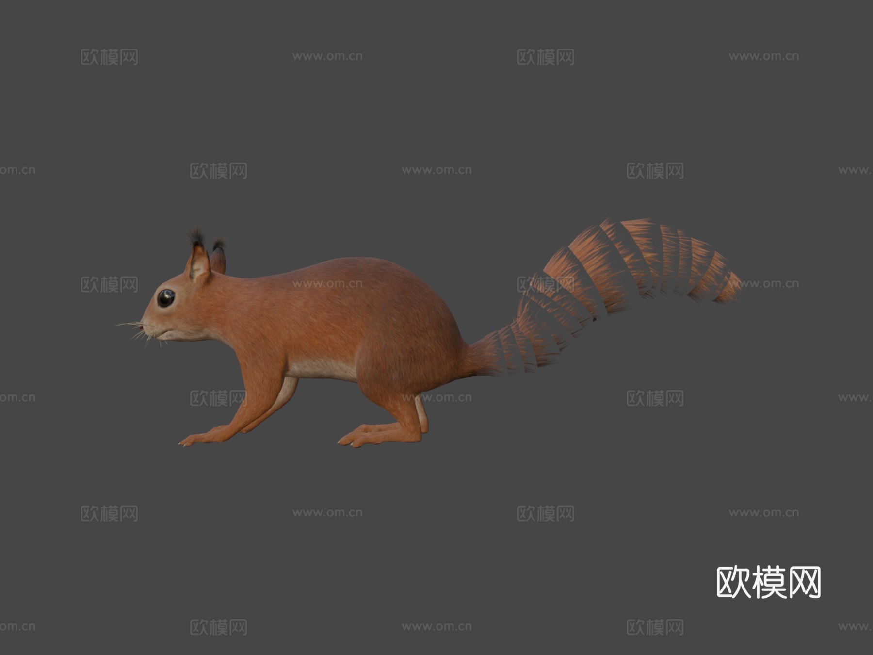 松鼠3d模型