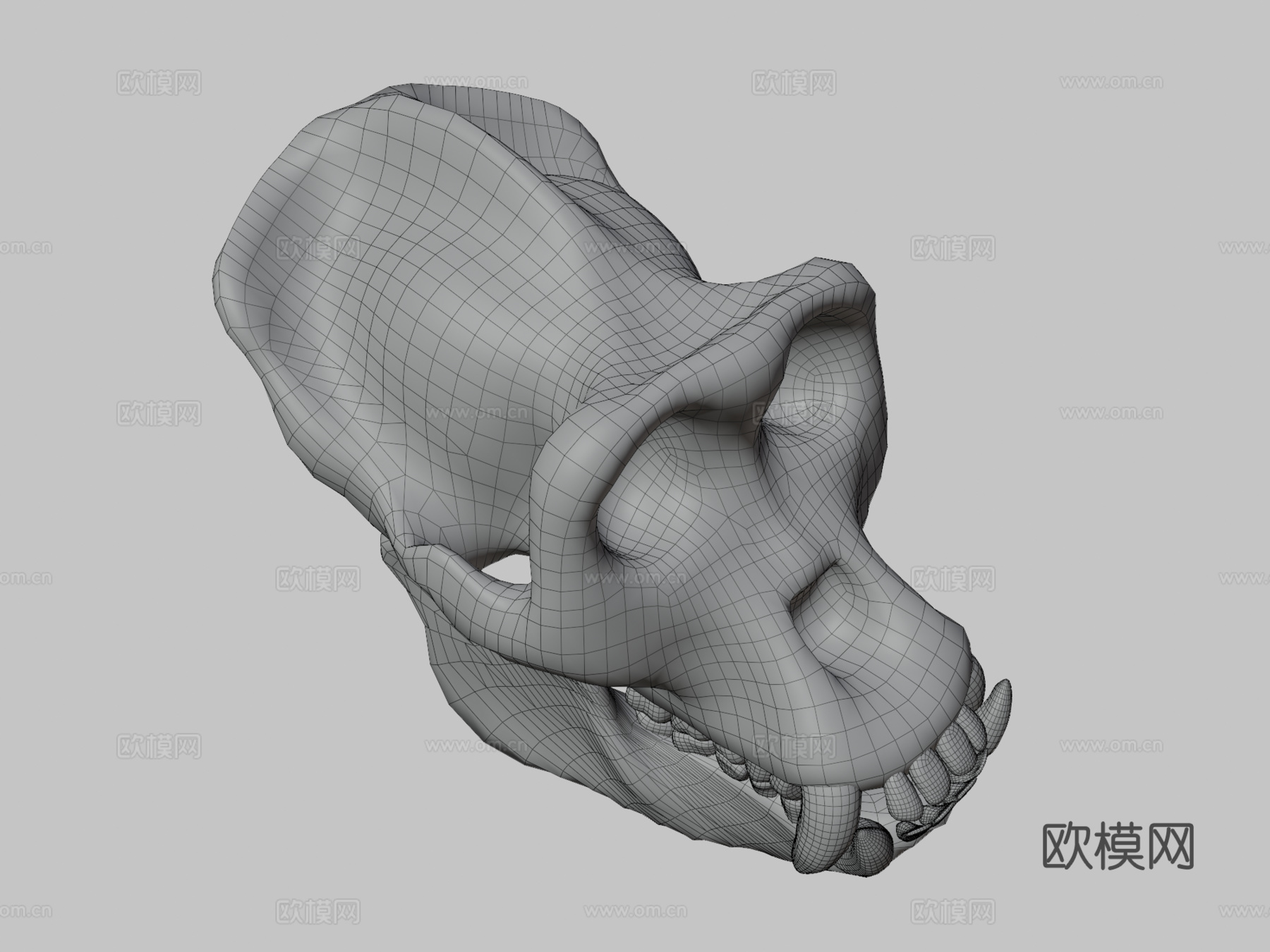 大猩猩头骨3d模型