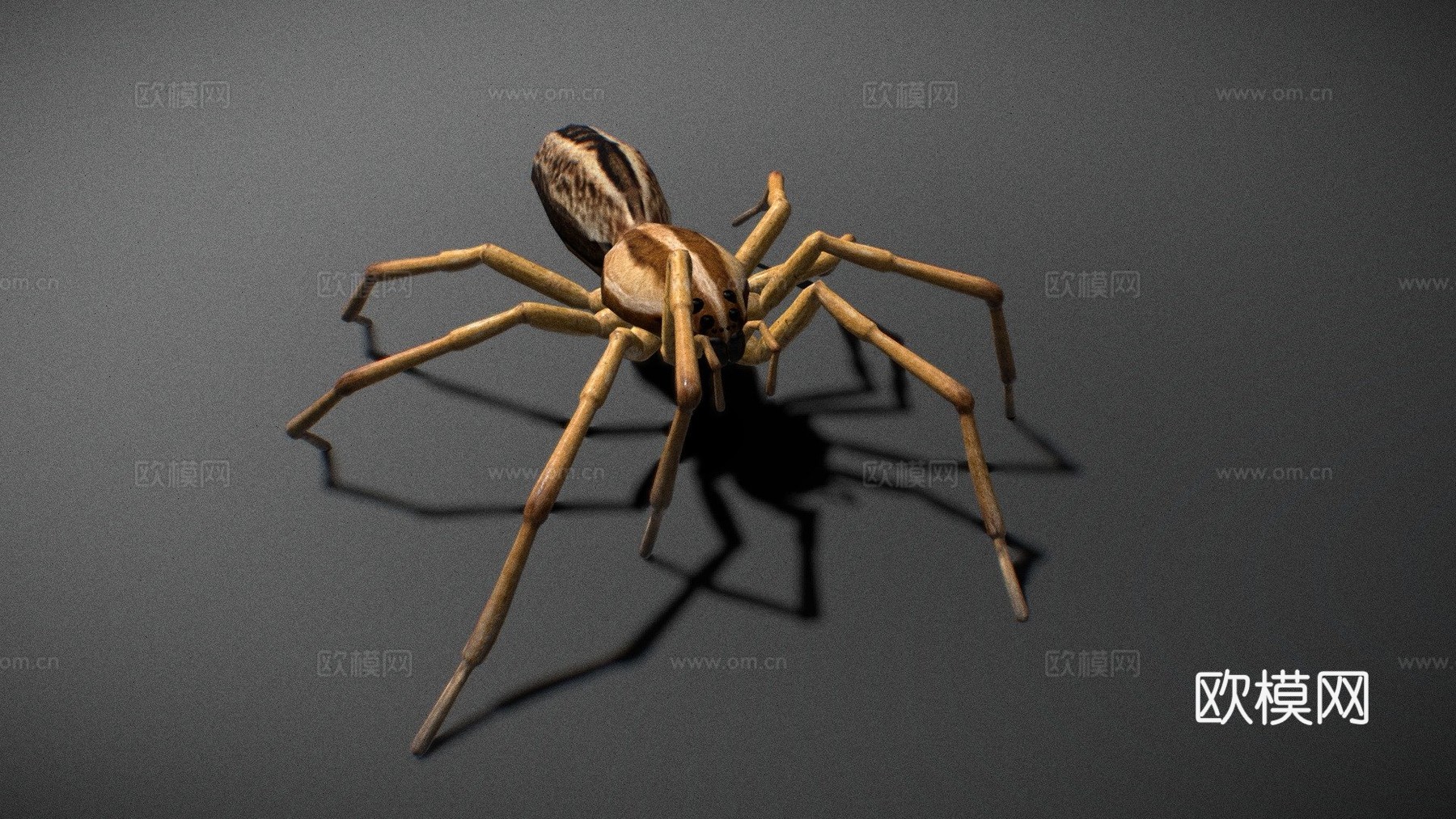 狼蛛(绑定)-3d模型