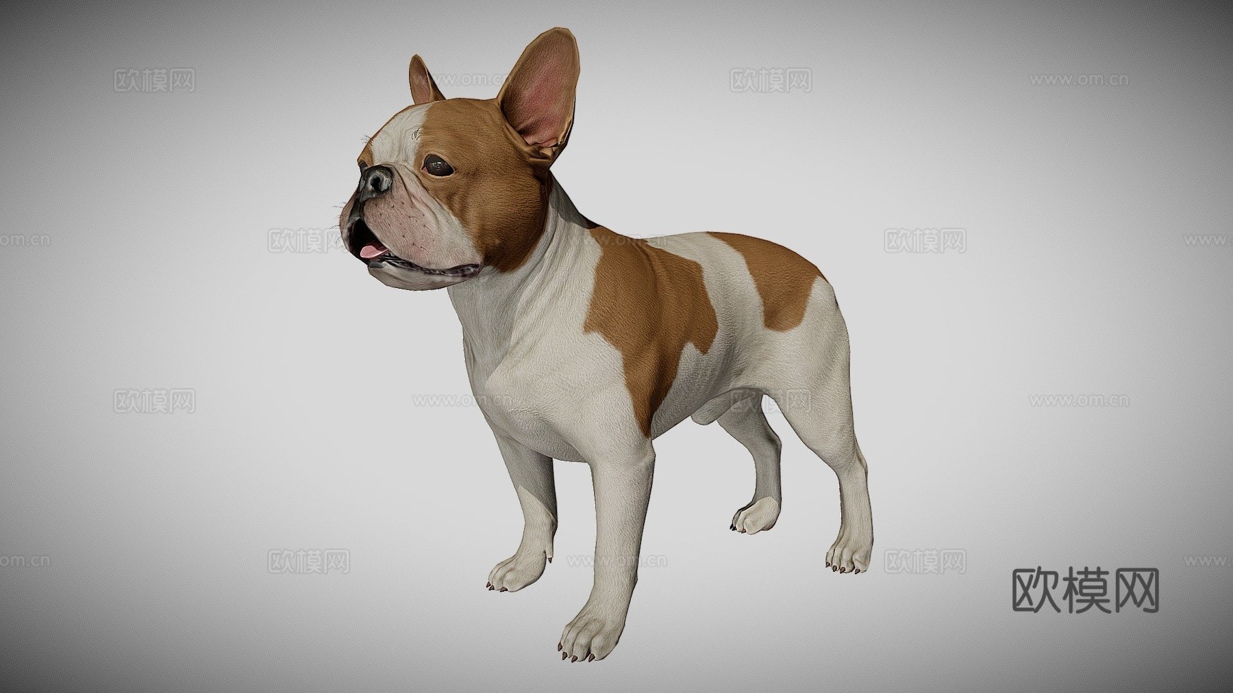 法国斗牛犬3d模型