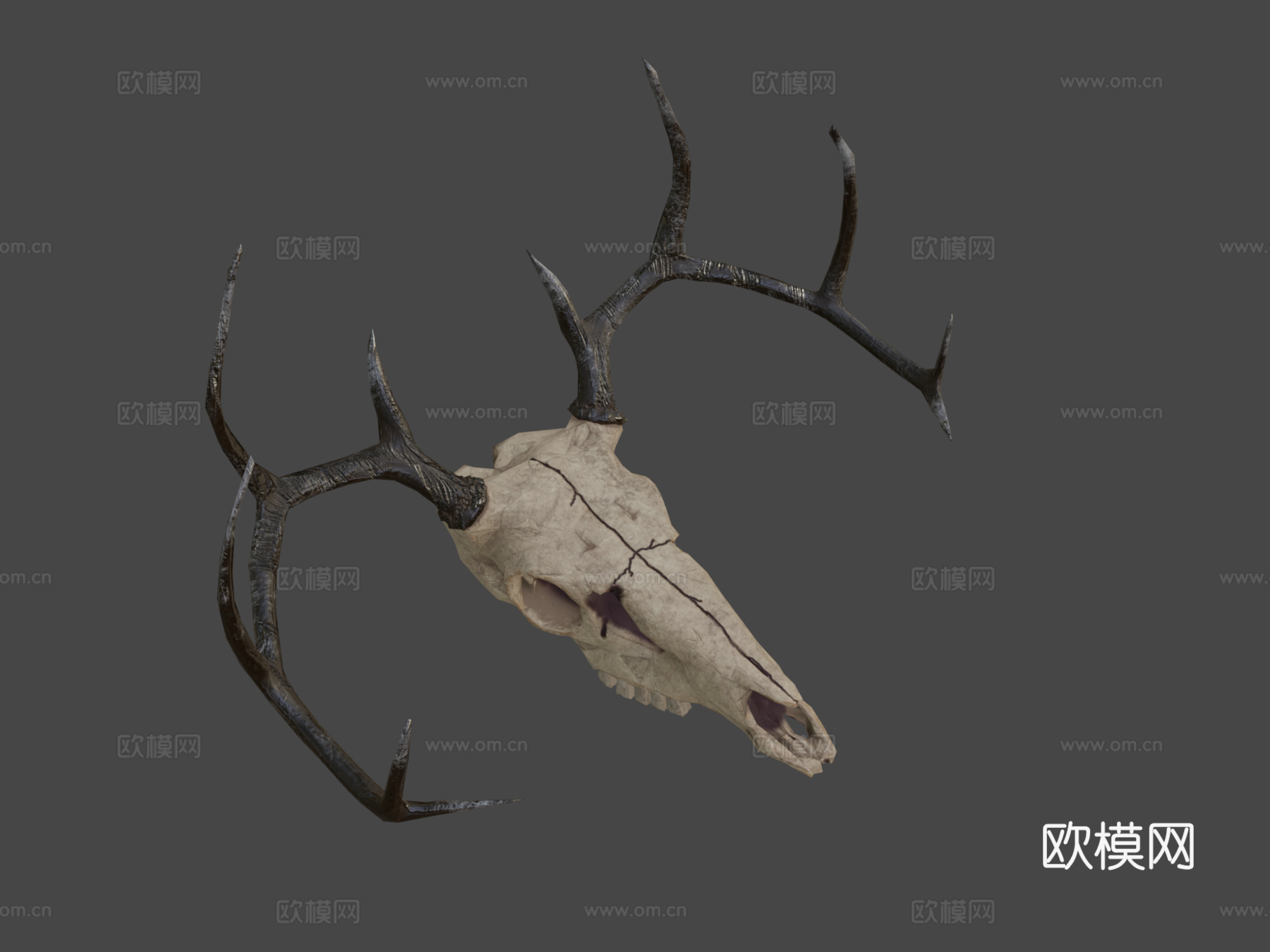 鹿头骨3d模型