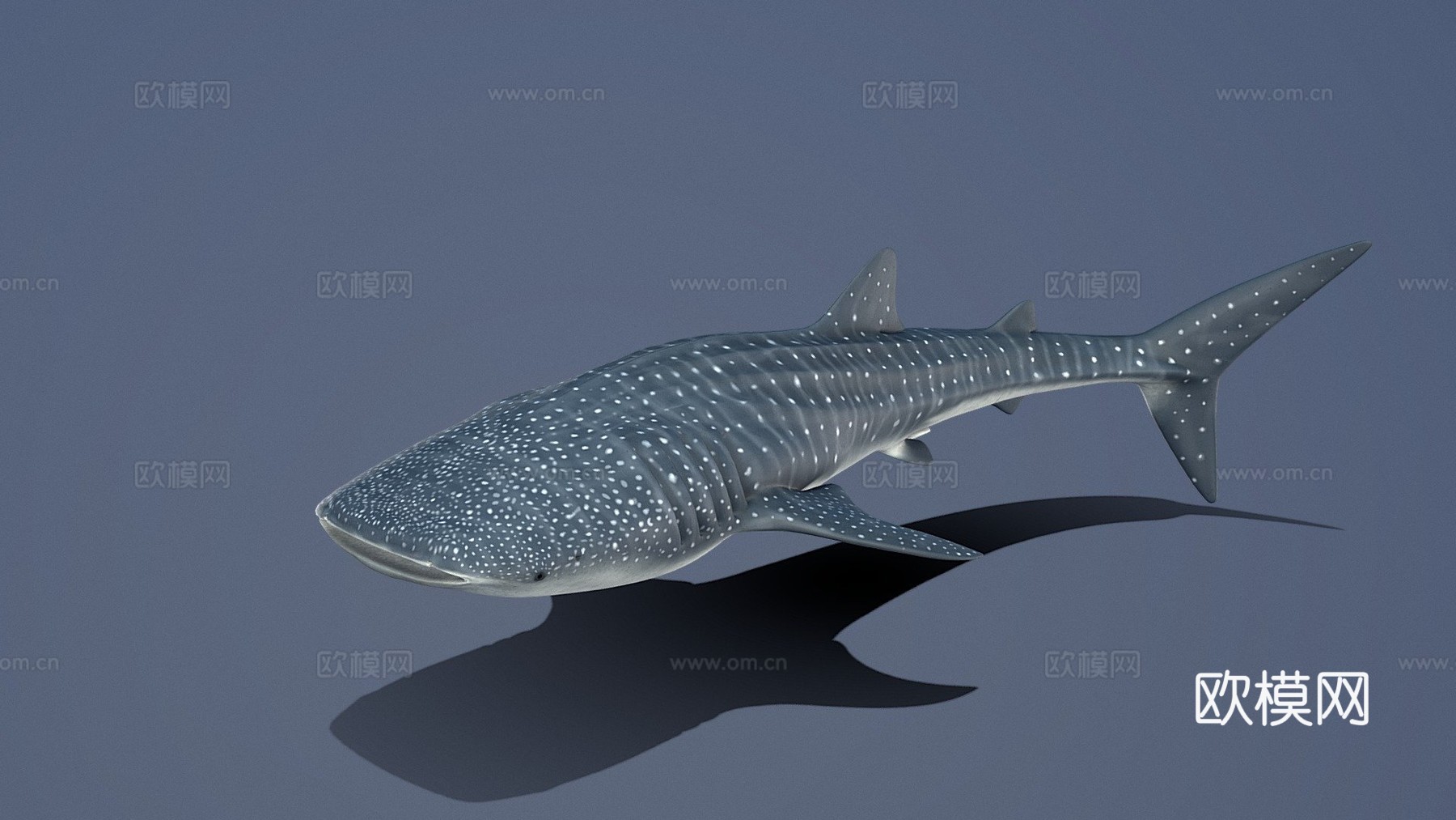 A型-鲸鲨3d模型