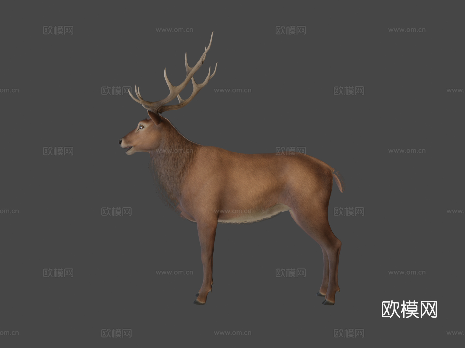 马鹿动画3d模型