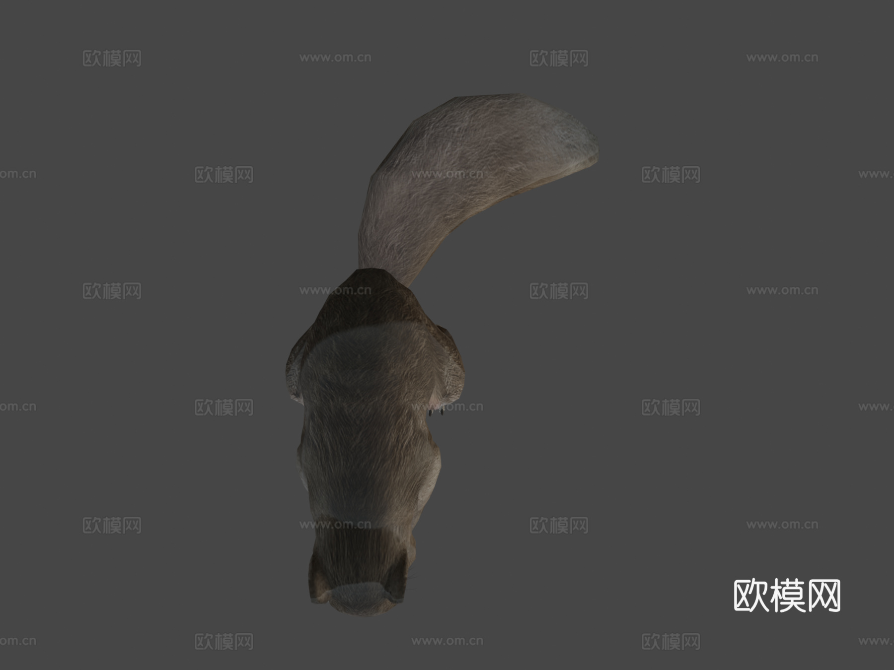 松鼠动画3d模型