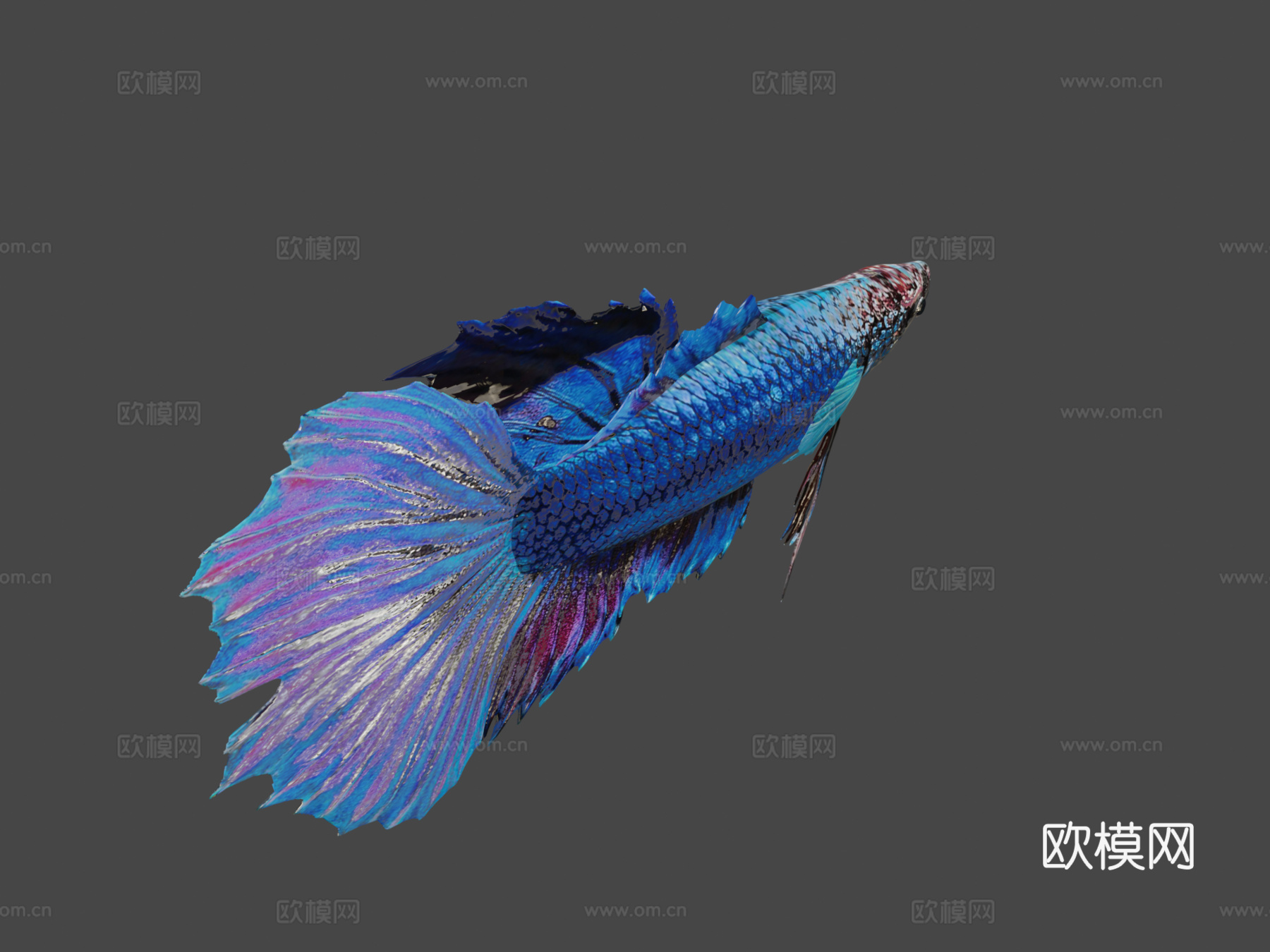 热带=河流=鱼33d模型