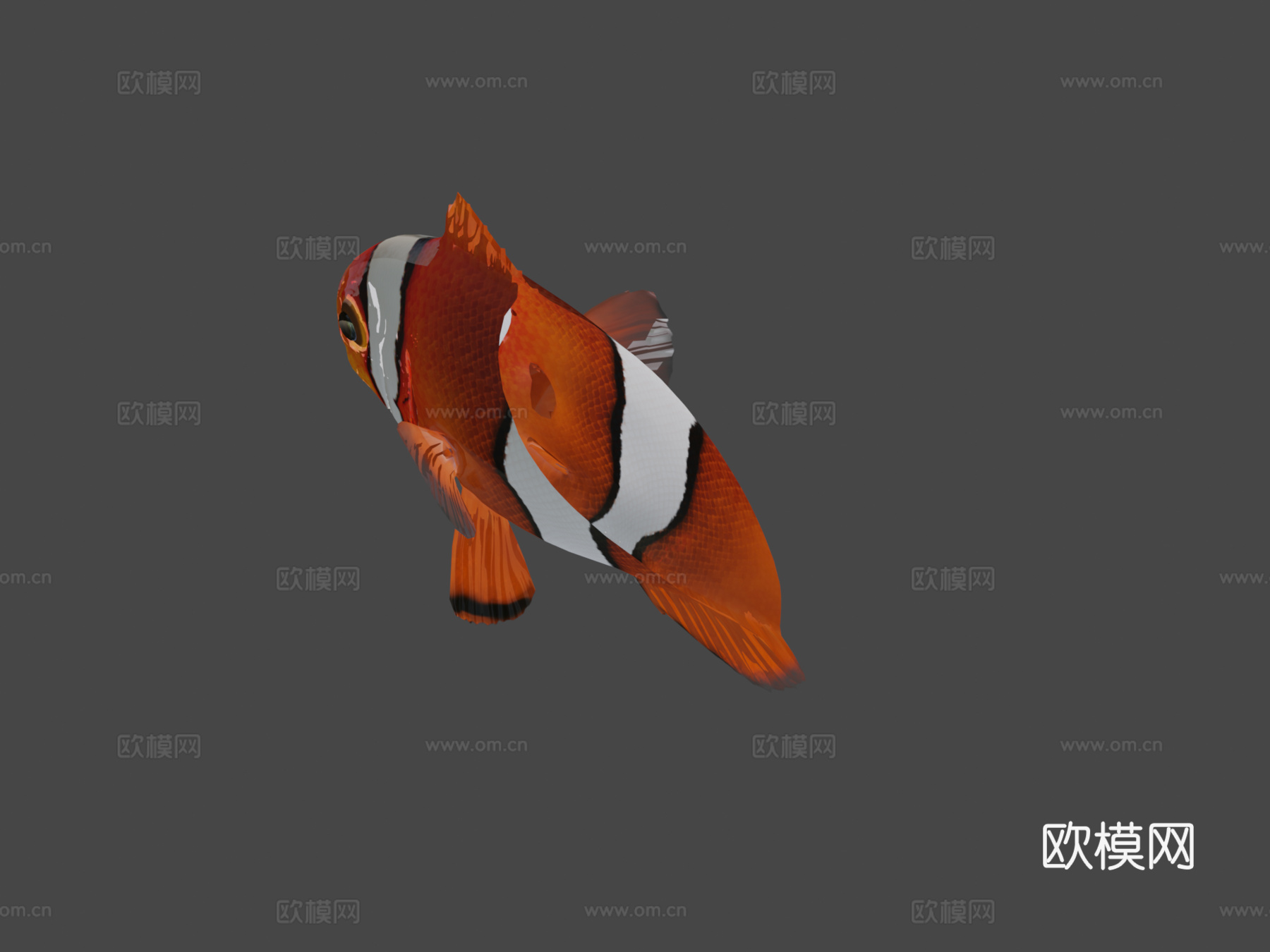 橙色小丑鱼3d模型