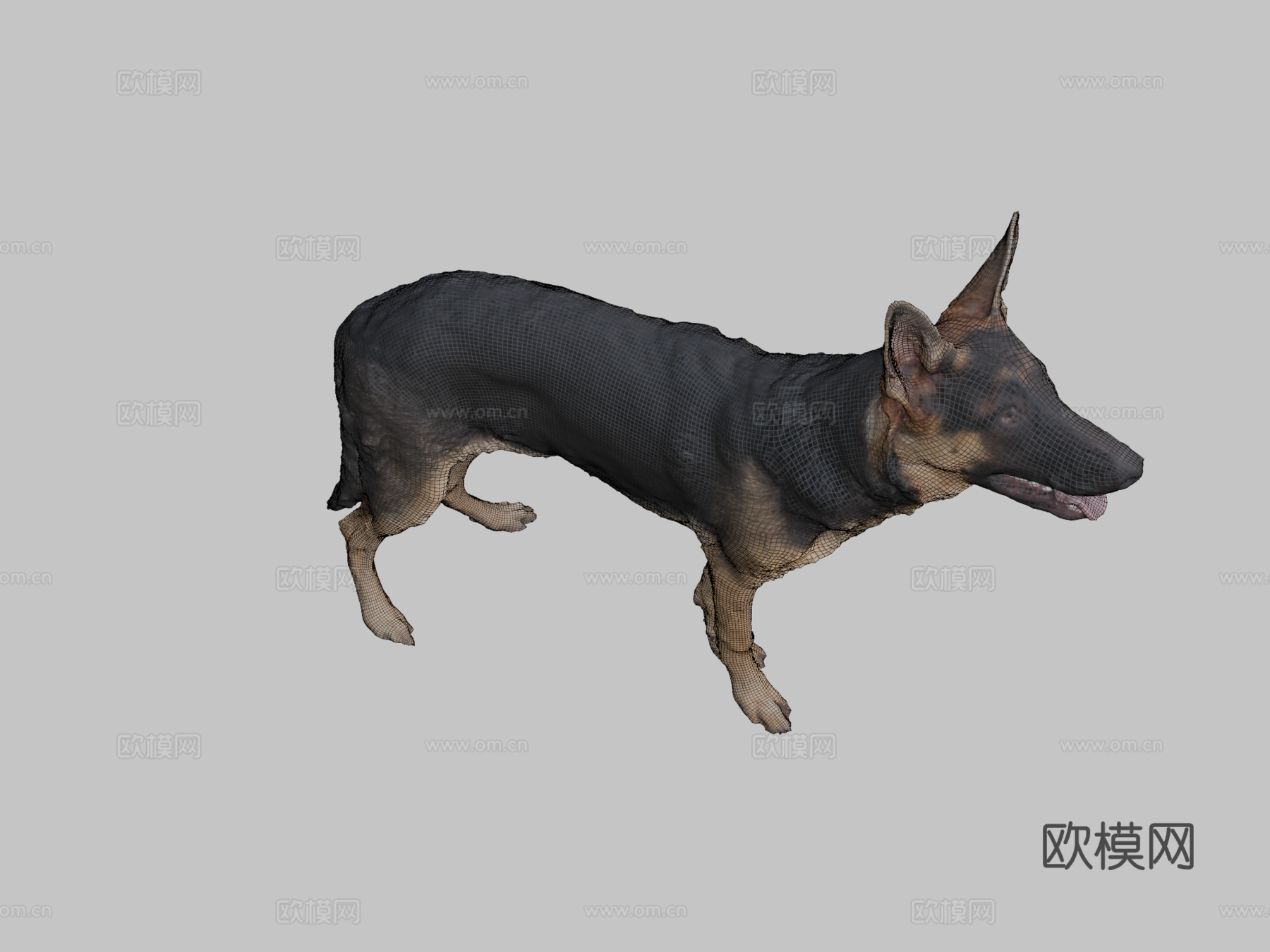 CD_德国牧羊犬幼犬扫描3d模型