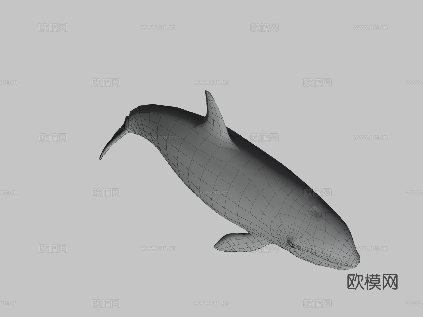 雌性虎鲸3d模型