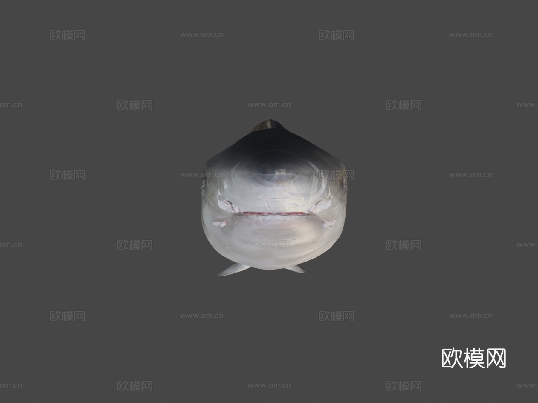 巨齿鲨3d模型