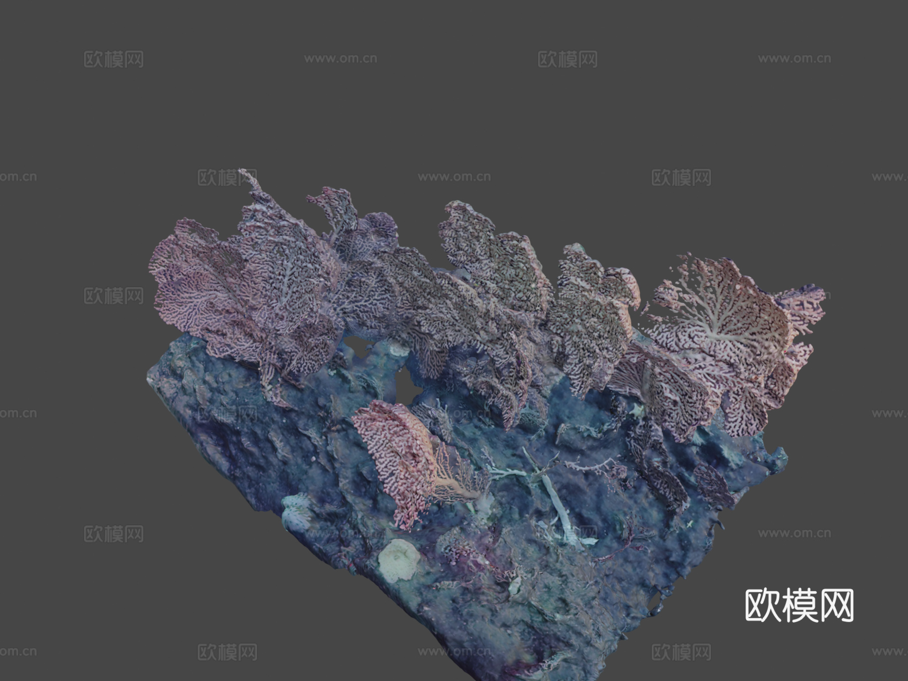 深海珊瑚3d模型