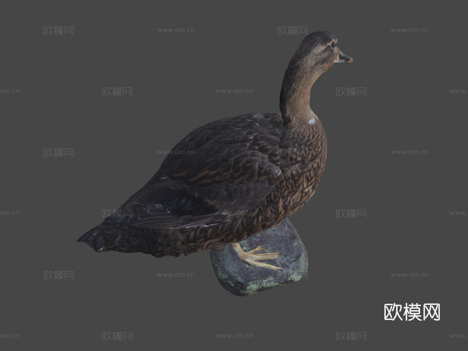 鸭子杂交种3d模型