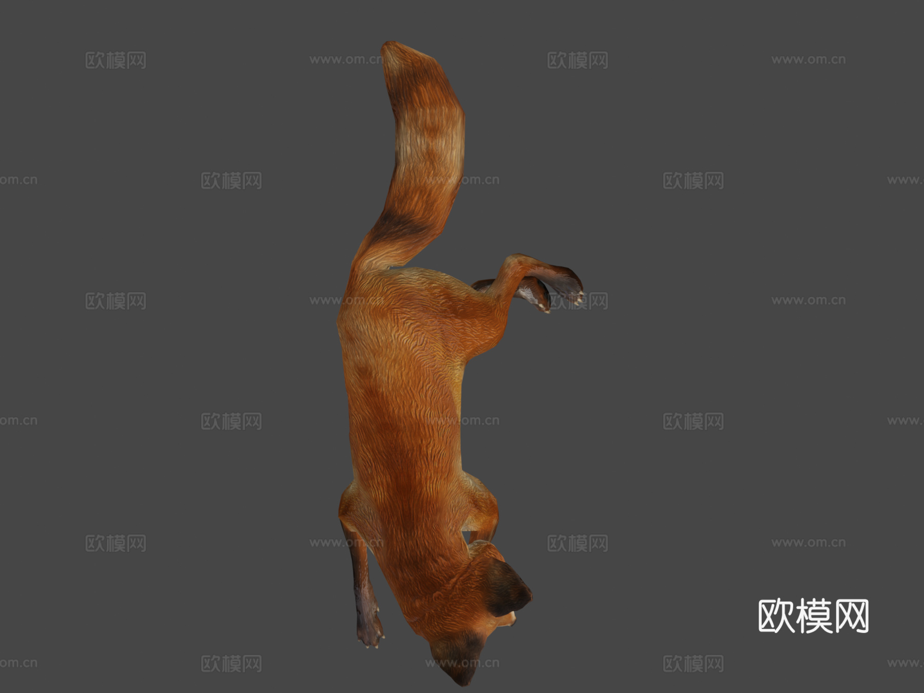 狐狸3d模型