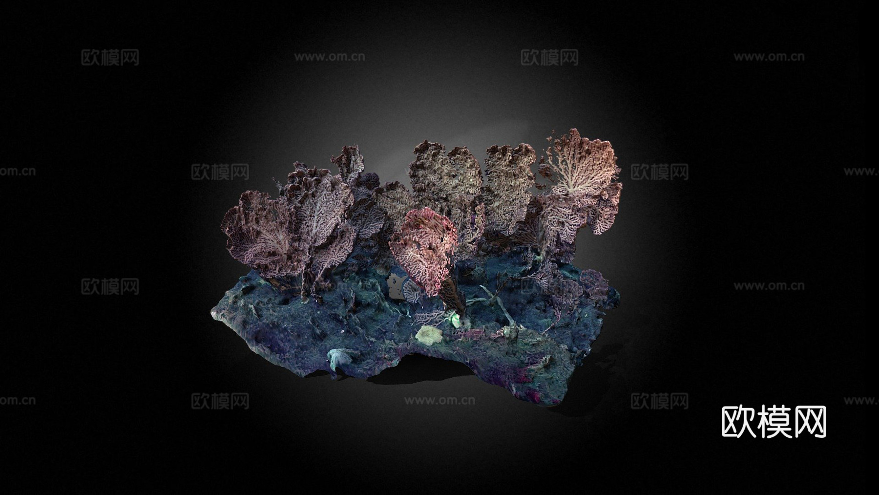 深海珊瑚3d模型