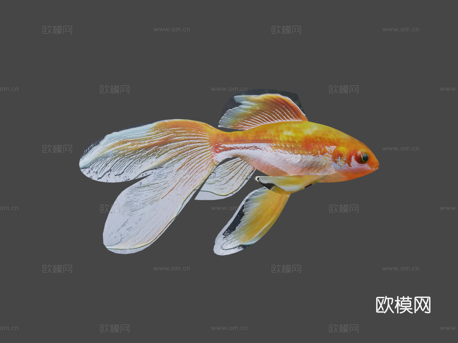 金鱼3d模型