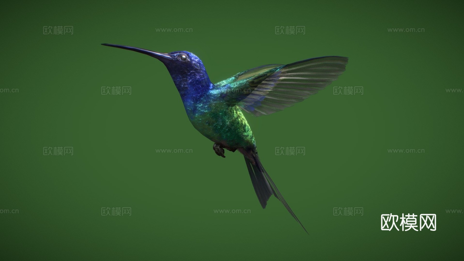燕尾蜂鸟3d模型