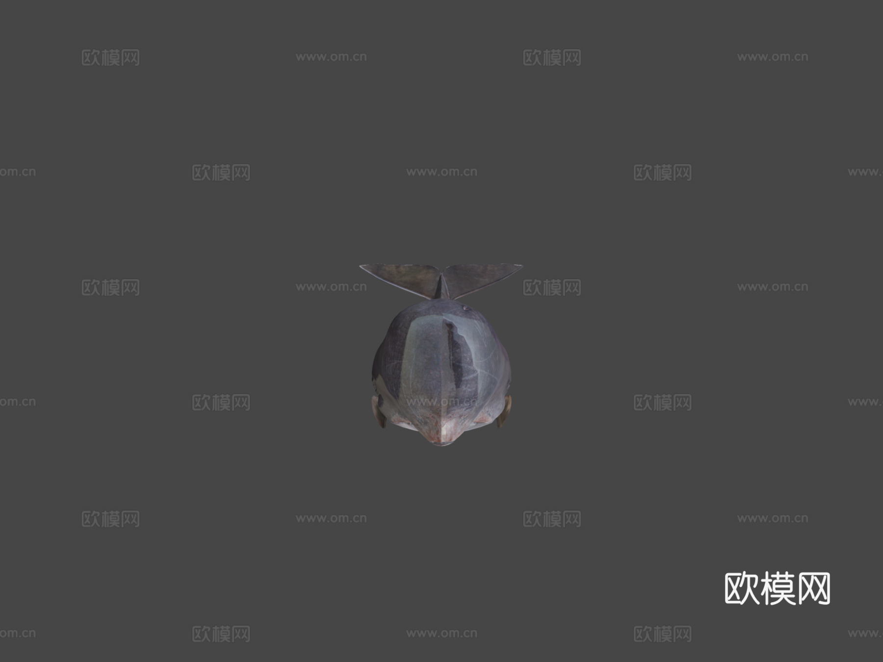 抹香鲸(Physeter Macrocephalous)-精3d模型