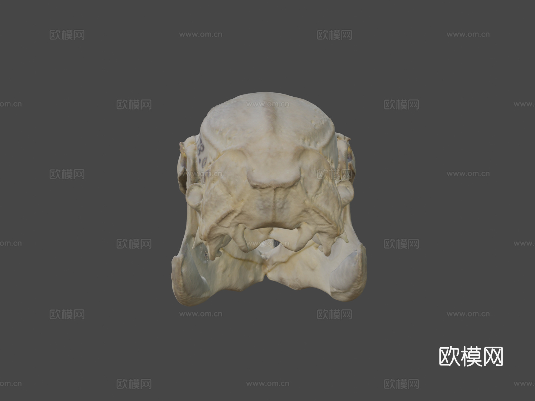 兔头骨3d模型
