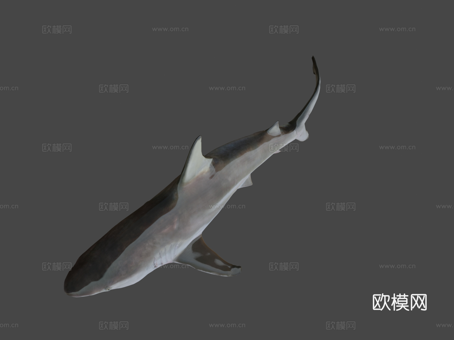 鲨鱼3d模型