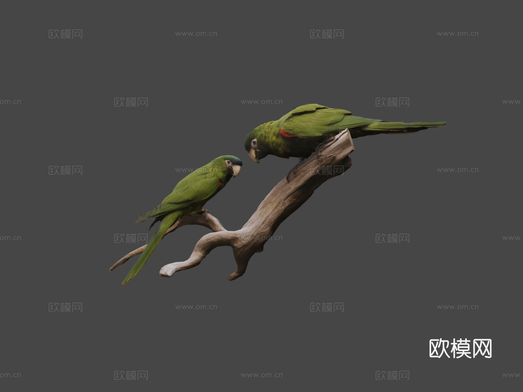 加勒比鹦鹉3d模型