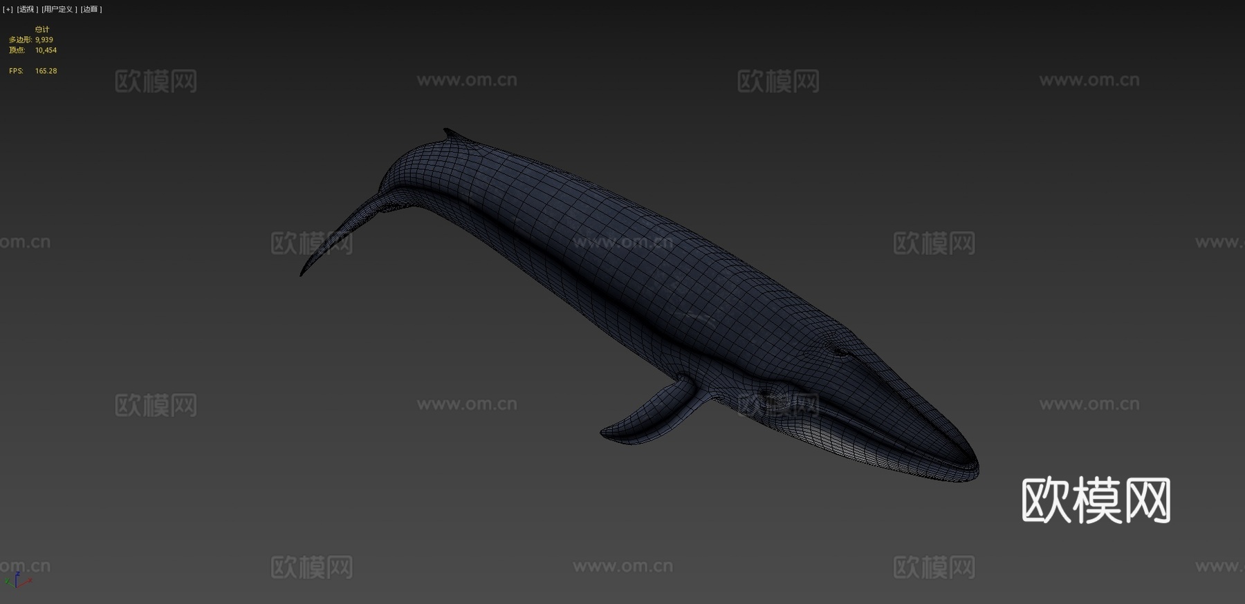 蓝鲸(须鲸肌肉)-蓝鲸3d模型