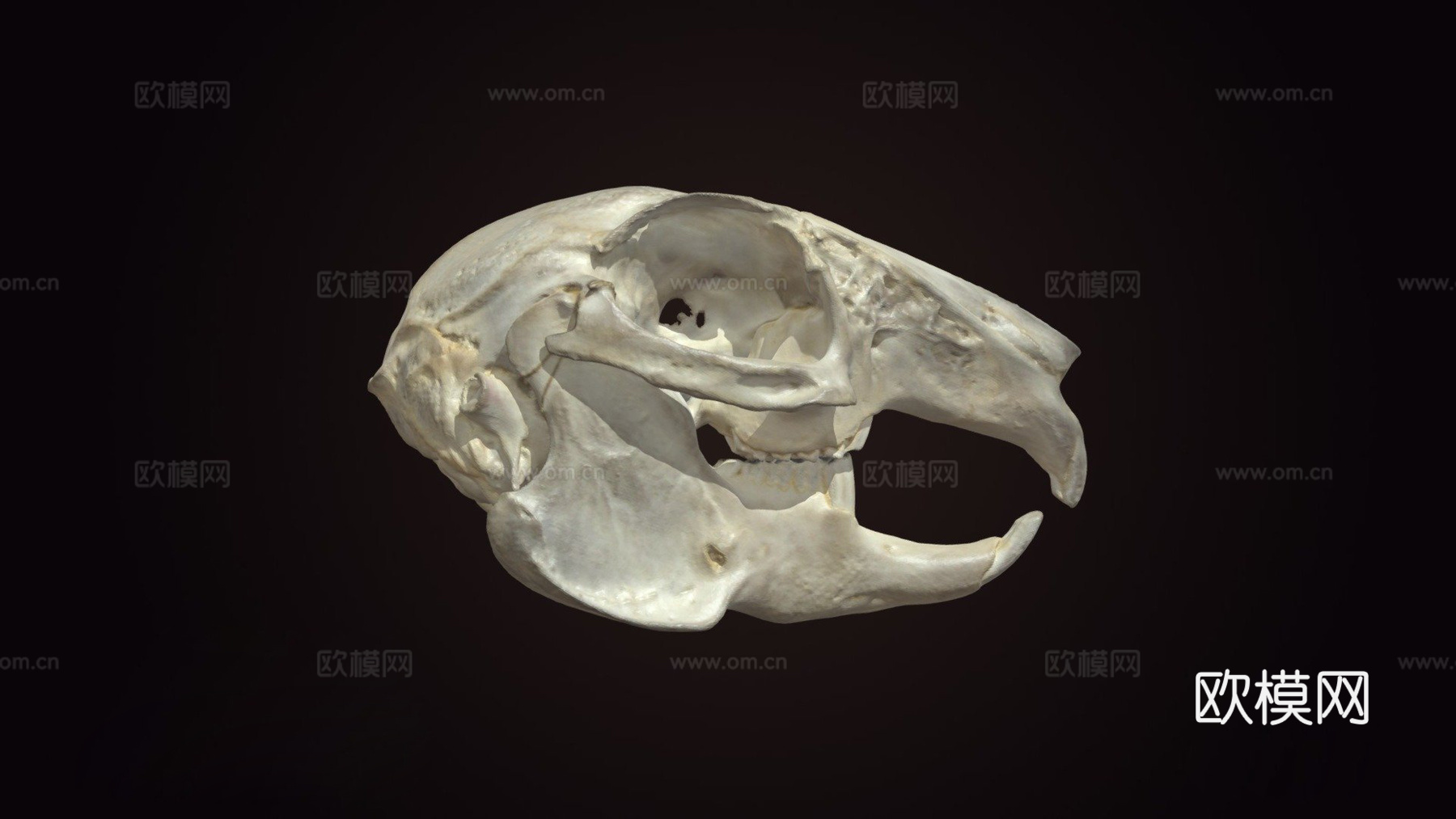 兔头骨3d模型