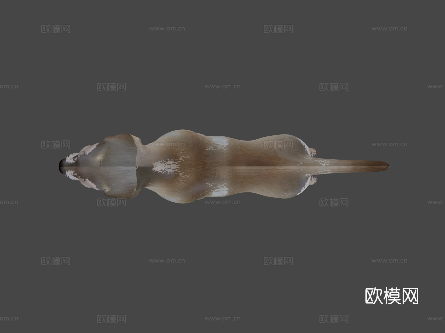 狗3d模型