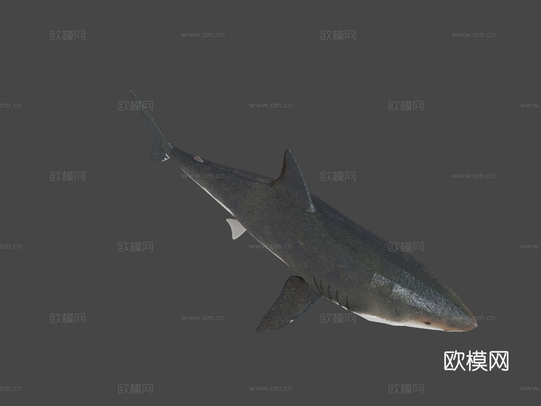巨齿鲨3d模型
