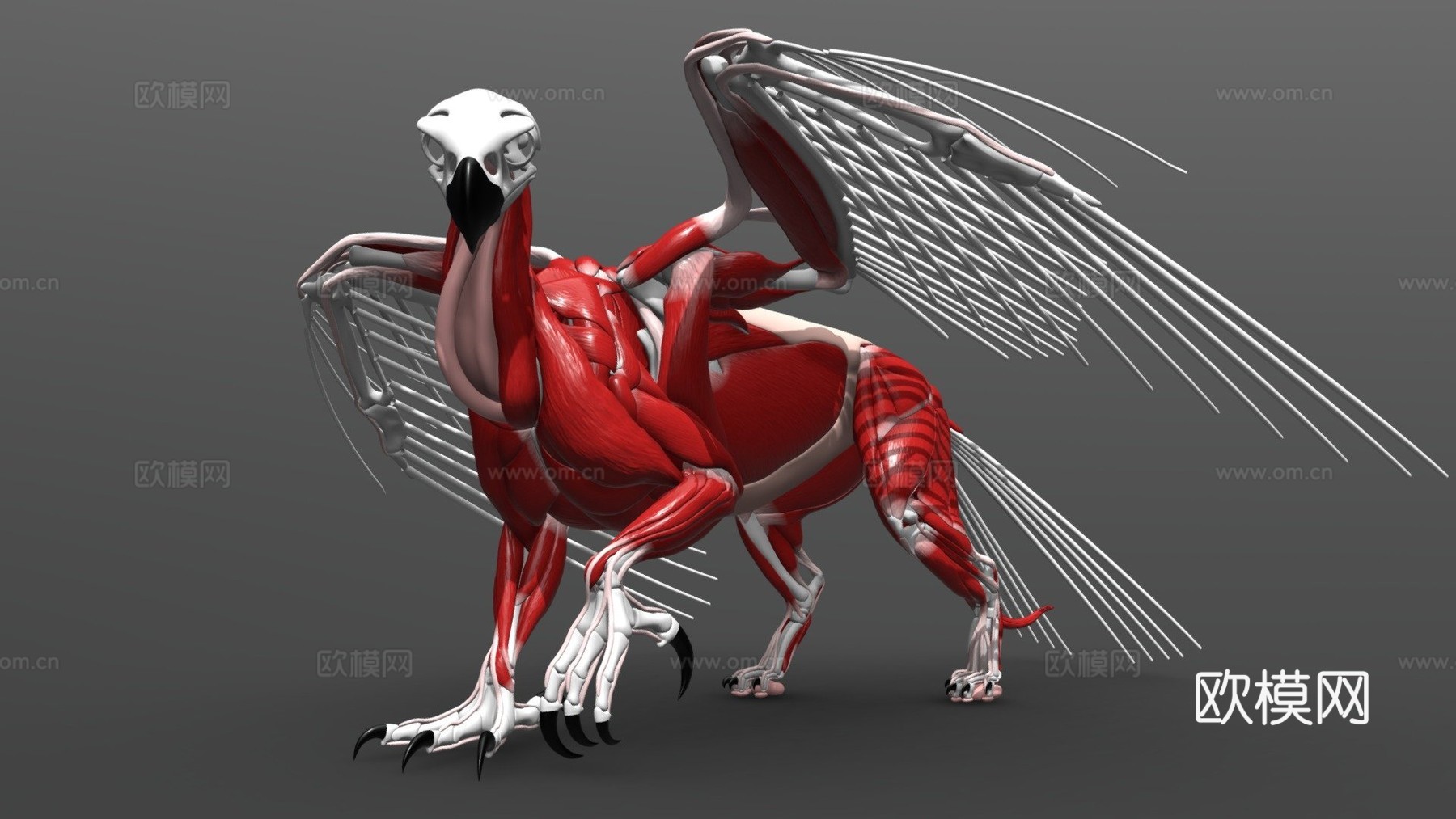 狮鹫解剖3d模型