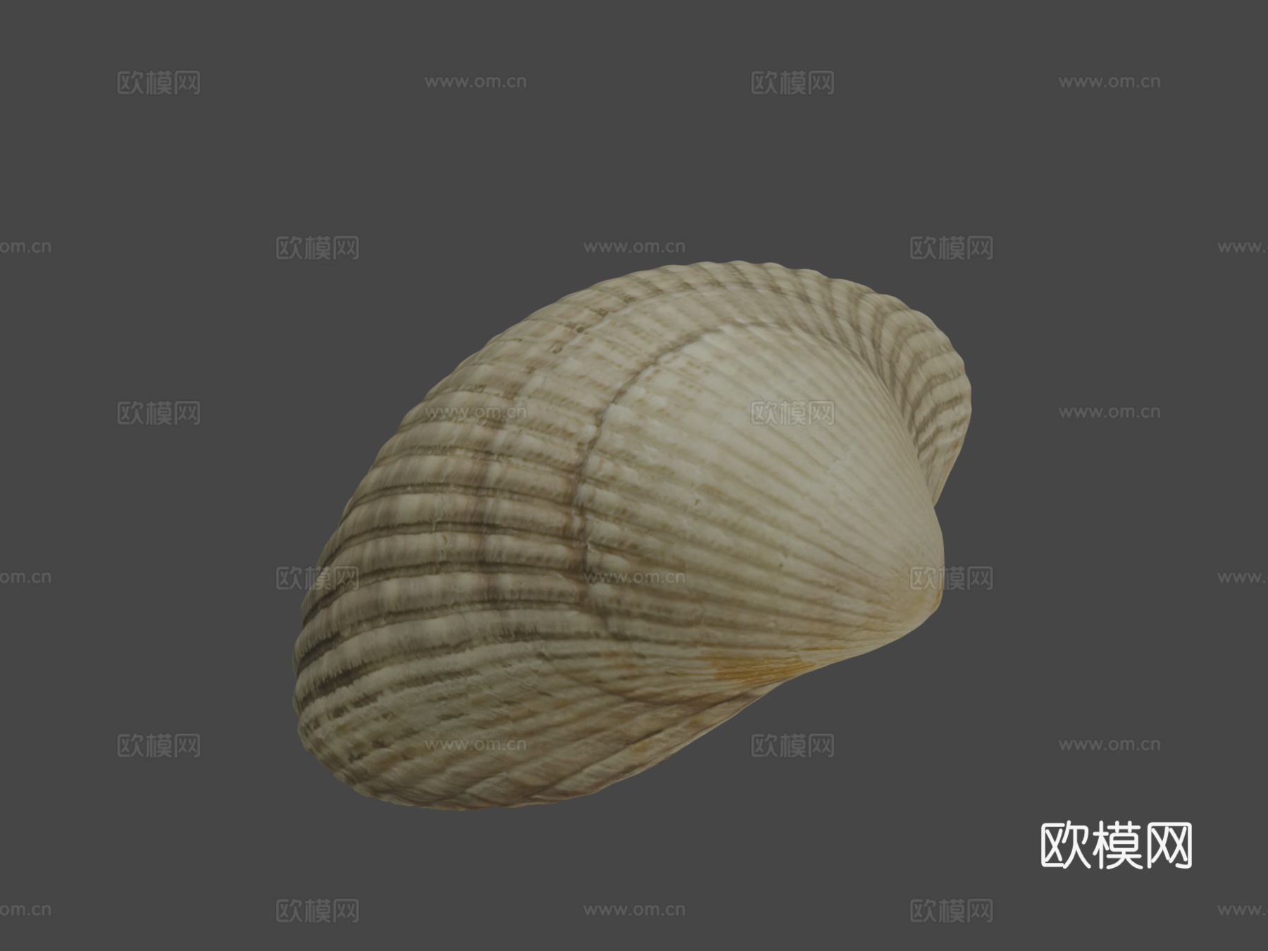 蛤壳3d模型下载（渲染图8）