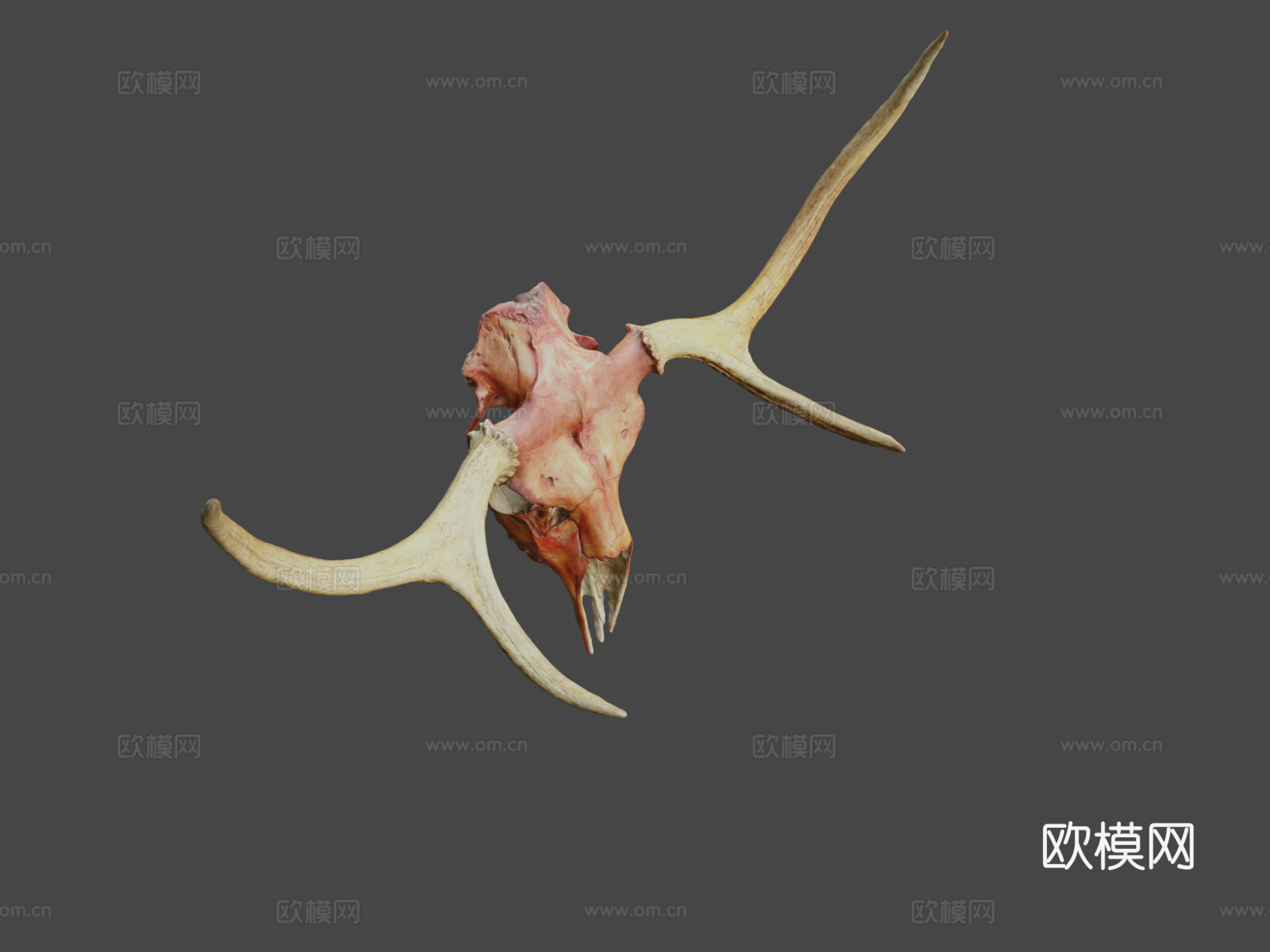 鹿头骨-照片扫描3d模型