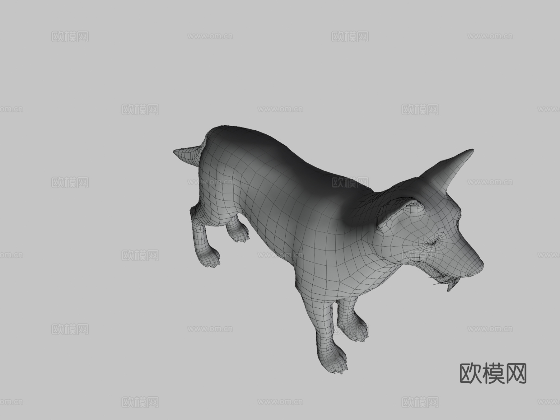 狗-边境牧羊犬3d模型