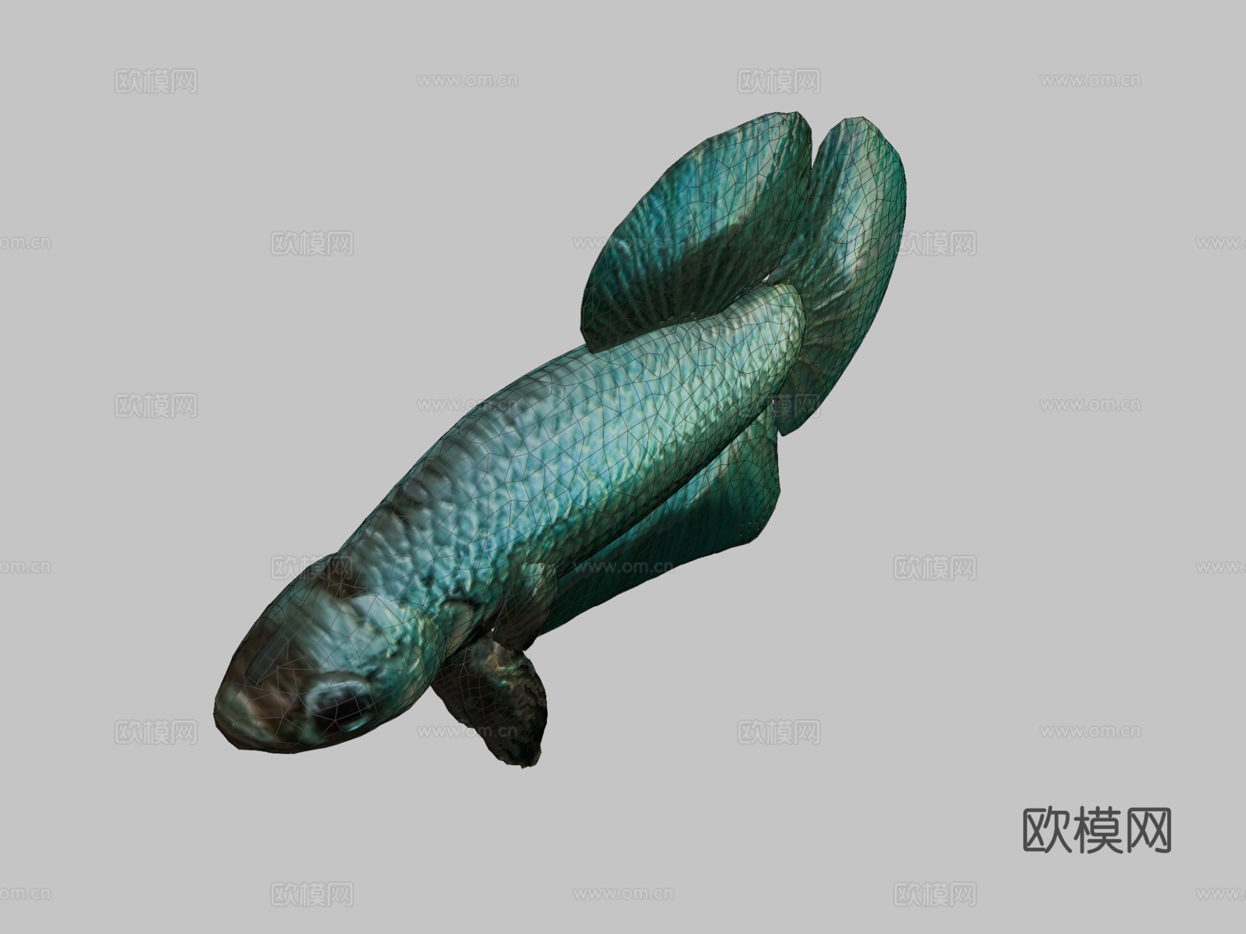 蓝色斗鱼3d模型