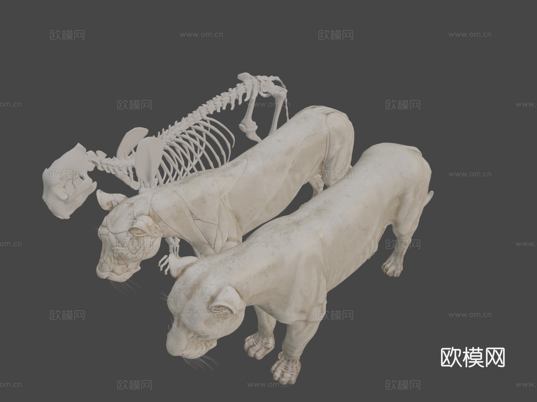 动物狮子解剖皮肤剥离3d模型